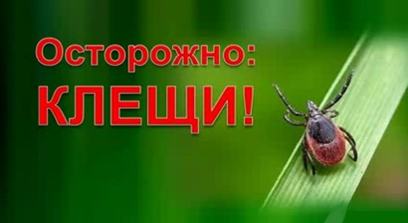 Клещи стали причиной госпитализации 13 жителей Советского района
