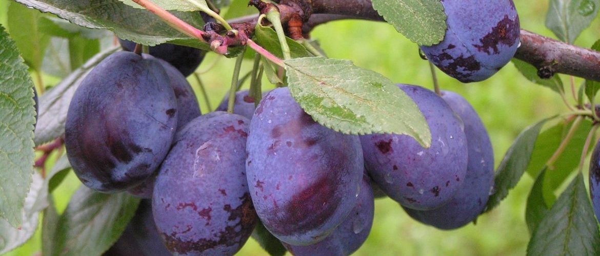 Опасные киргизские сливы и баклажаны не пустили в Новосибирск