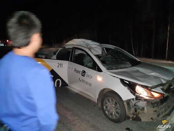 Под Новосибирском в аварии с беременной лосихой пострадали два