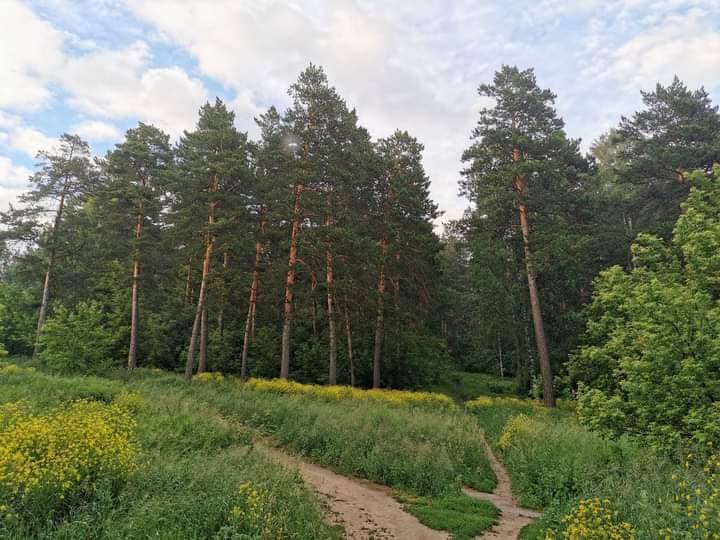 В новосибирском лесу между Щ и Нижней Ельцовкой нашли труп мужчины