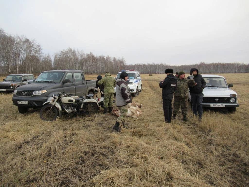 Браконьеры убили 5 косуль в новосибирском заказнике