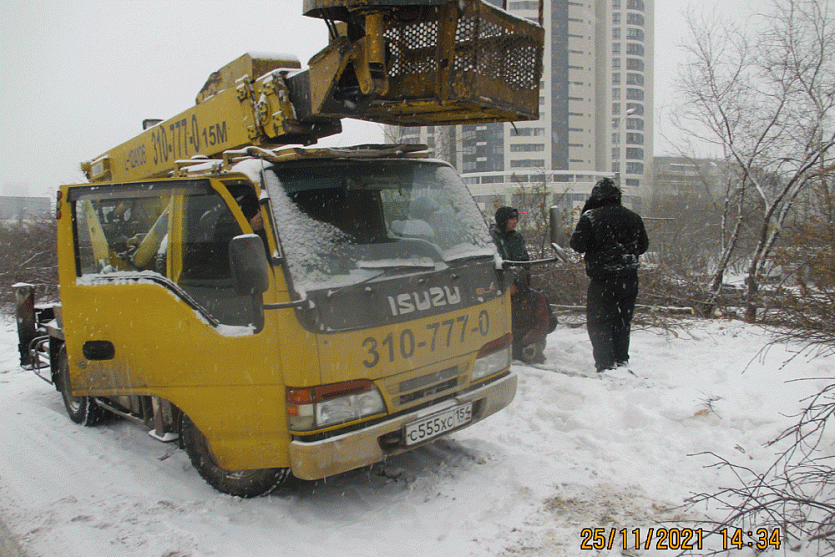 «Черные лесорубы» уничтожили 228 деревьев в Калининском районе