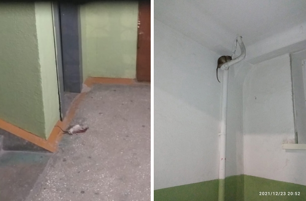 Новосибирцы пожаловались на бегающих по подъездам крыс