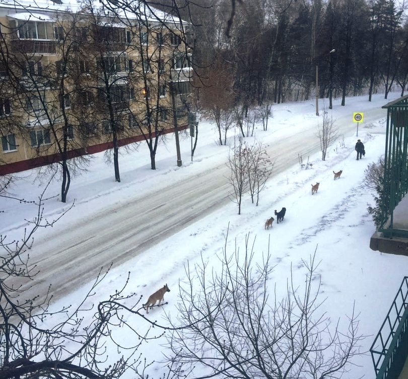 Зоозащитницы из Академгородка готовят митинг против закона об