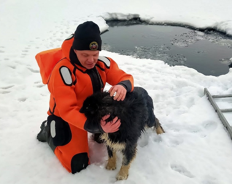 Новосибирские спасатели вытащили собаку из промоины на Обском море