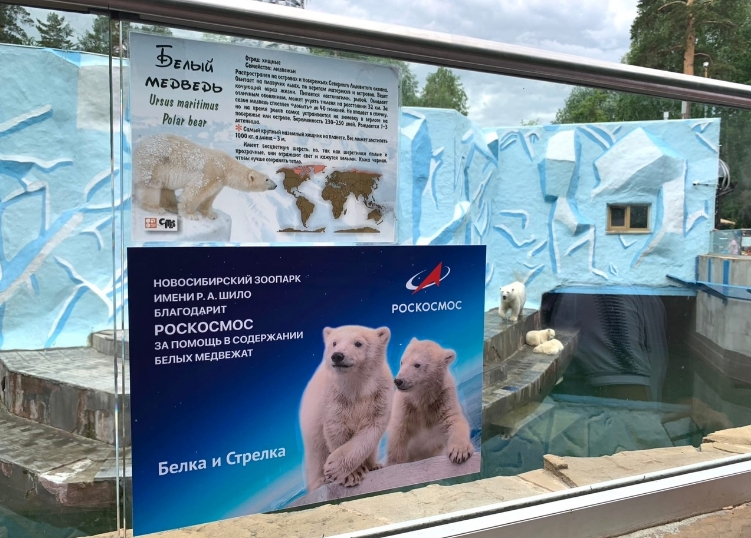 Новосибирские медвежата Белка и Стрелка стали подопечными Роскосмоса