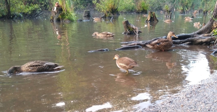 Утиный пруд новосибирского Академгородка облюбовали водяные курочки
