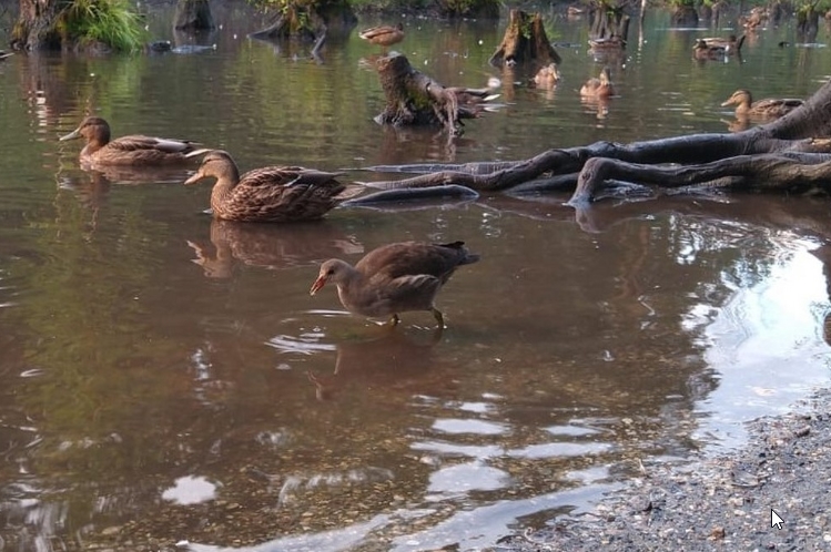 Утиный пруд новосибирского Академгородка облюбовали водяные курочки