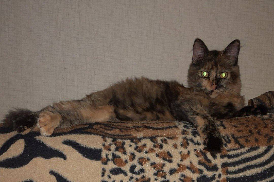 Живодёр обезглавливает кошек на ОбьГЭСе