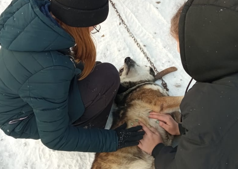 Муниципальный приют для собак проведёт День волонтёра в Академгородке