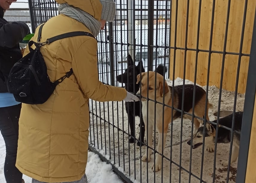 Муниципальный приют для собак проведёт День волонтёра в Академгородке