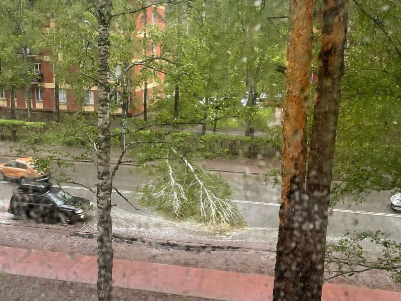 Ураганный ветер повалил в Академгородке березу на Морском проспекте