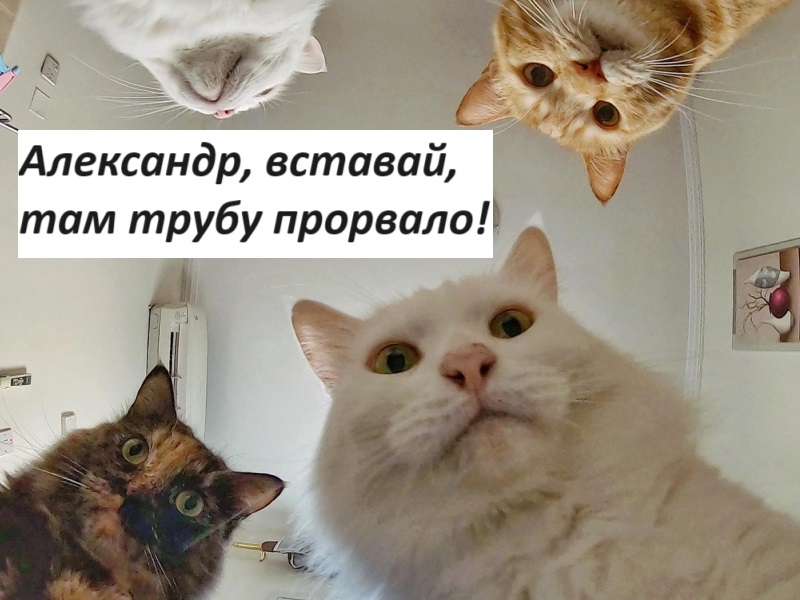 В Новосибирске коты спасли жизнь хозяину залитой кипятком квартиры