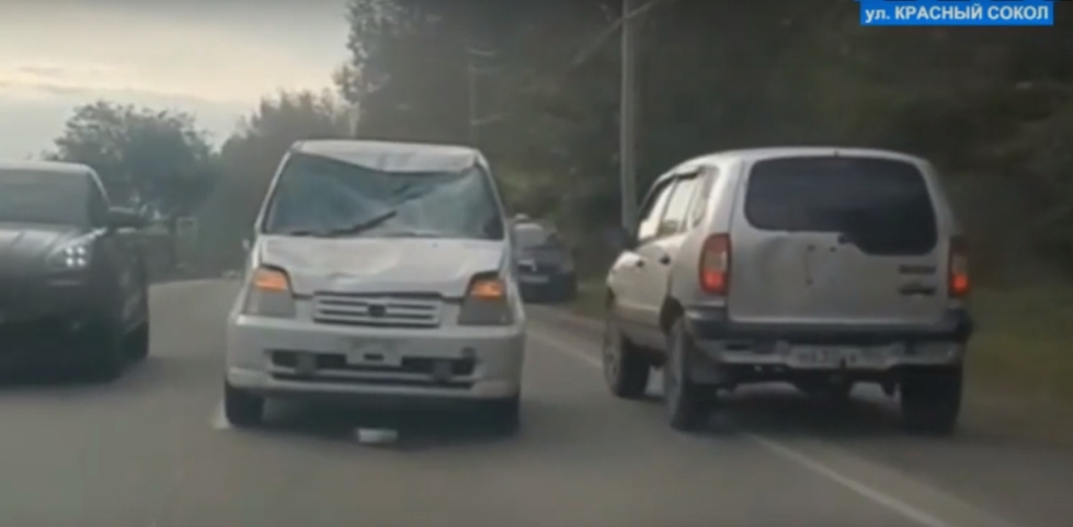 Под Бердском автомобиль насмерть сбил крупного лося
