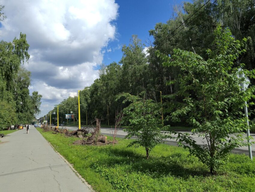 Аллею на улице Ильича в Академгородке готовят под высадку новых