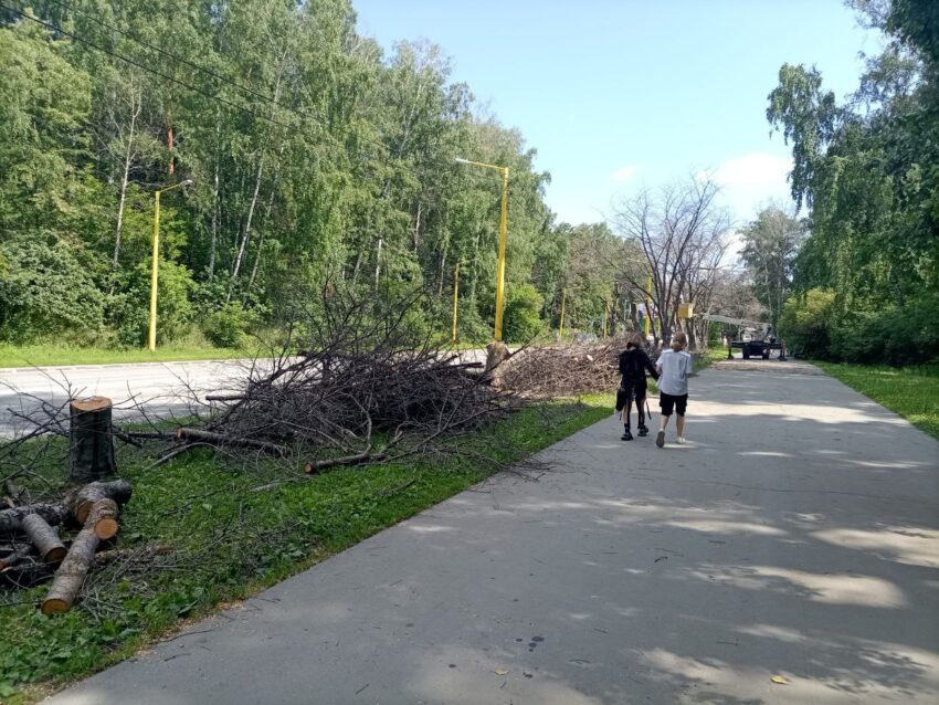 На улице Ильича в новосибирском Академгородке начался снос черемух