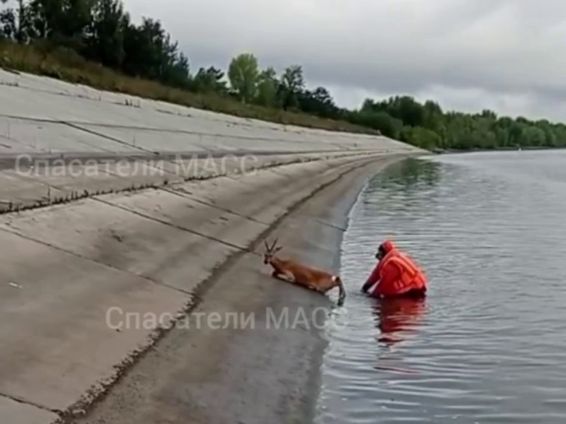 В Новосибирске на Шлюзе спасли двух тонущих в подходном канале косуль
