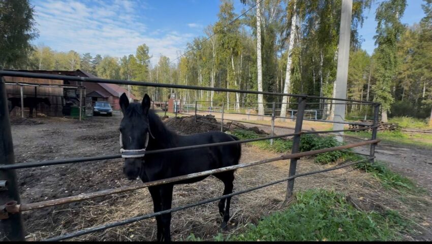 Лошади покинули Ботанический сад Академгородка: итоги прокурорской
