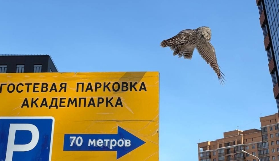 Сова у Технопарка: почему неясыти всё чаще заглядывают в Академгородок