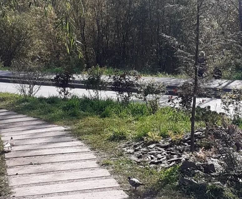 Как спасать леса Новосибирска обсудят на лекции в Академгородке